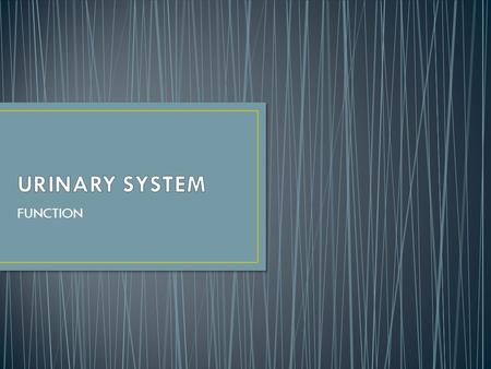 URINARY SYSTEM FUNCTION.