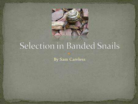 By Sam Careless. Banded snails display a variety of brilliant colours. In most cases the banded snail will have five brown or black bands running parallel.