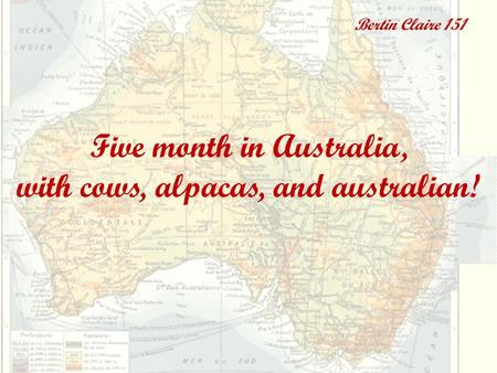 Five month in Australia, with cows, alpacas, and australian! Bertin Claire 151.