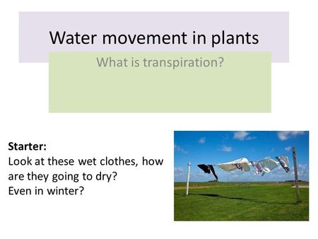 Water movement in plants