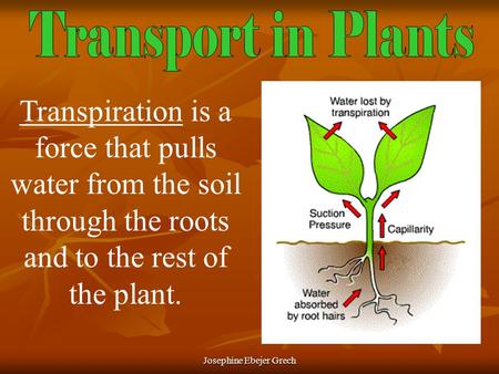 Josephine Ebejer Grech Transpiration is a force that pulls water from the soil through the roots and to the rest of the plant.