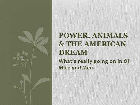 Power, Animals & the American Dream