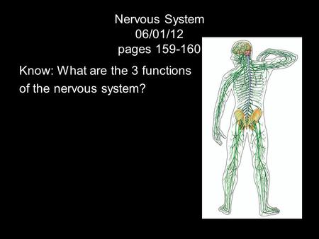 Nervous System 06/01/12 pages 159-160 Know: What are the 3 functions of the nervous system?