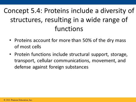 Proteins account for more than 50% of the dry mass of most cells