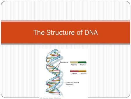 The Structure of DNA. The Backbone Phosphorous Carbohydrate (sugar) Ring.