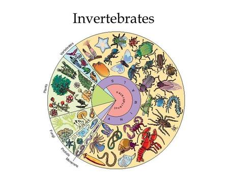 Invertebrates.