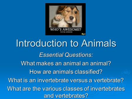 Introduction to Animals Essential Questions: What makes an animal an animal? How are animals classified? What is an invertebrate versus a vertebrate? What.