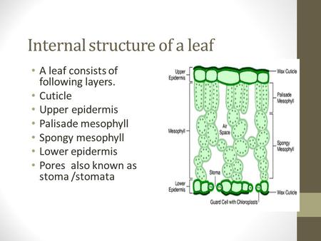 Internal structure of a leaf