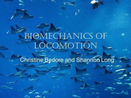 Biomechanics of Locomotion Christine Bedore and Shannon Long.