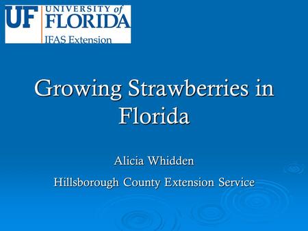 Growing Strawberries in Florida