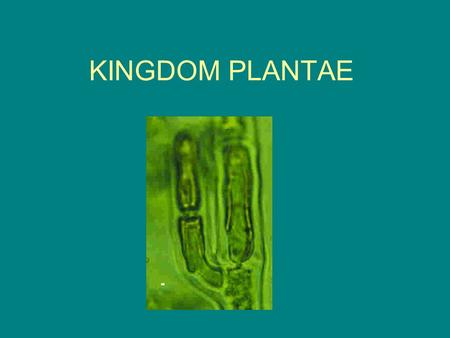 KINGDOM PLANTAE. Plant Cells multi-cellular- plants contain many cells.