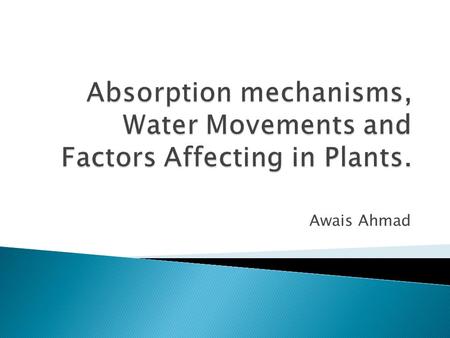 Awais Ahmad.  Length of roots = 12 kilometre  Surface area = 5 sq metres  Length of roots + root hairs = 220 kilometre  Surface area = 14 sq metres.