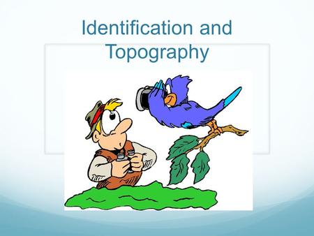 Identification and Topography. External Anatomy Nape (back of neck) Auriculars/Ear Coverts (ear coverings) Lore (between eyes and upper bill) Scapulars.