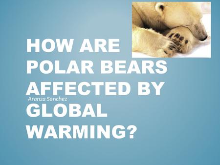 How are polar bears affected by global warming?