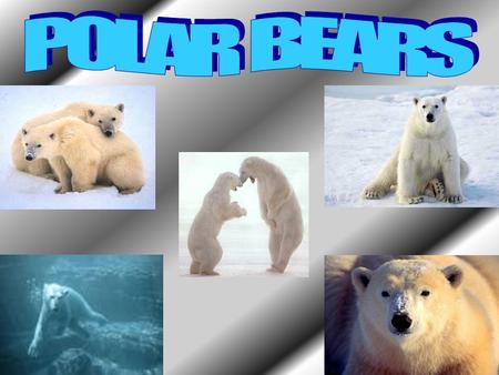 POLAR BEARS.