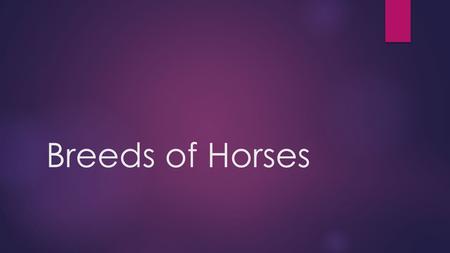 Breeds of Horses.