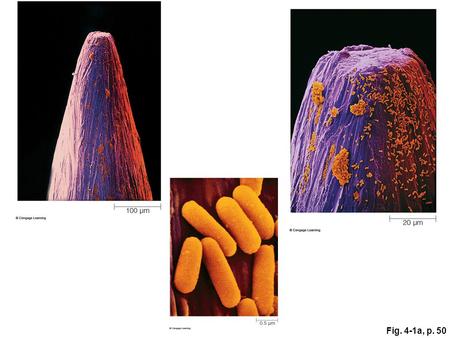 Fig. 4-1a, p. 50. Fig. 4-2, p. 51 Fig. 4-3, p. 52 DNA cytoplasm plasma membrane a Bacterial cell (prokaryotic)