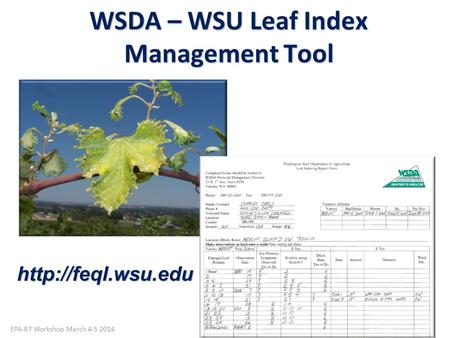 WSDA – WSU Leaf Index Management Tool Photo by Gail Amos WSDA EPA-R7 Workshop March 4-5 2014