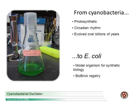 Harvard iGEM 2006 Cyanobacterial Oscillator From cyanobacteria......to E. coli Photosynthetic Circadian rhythm Evolved over billions of years Model organism.