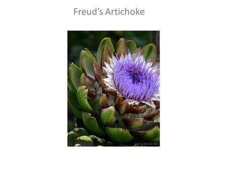 Freud’s Artichoke.