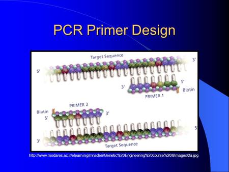 PCR Primer Design