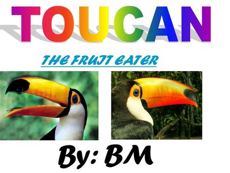 TOUCAN THE FRUIT EATER By: BM.