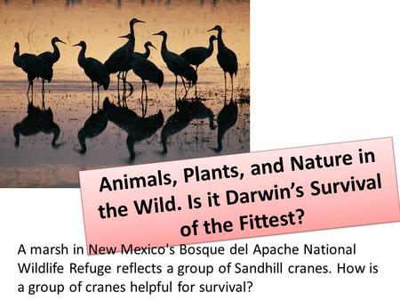 Animals, Plants, and Nature in the Wild. Is it Darwin’s Survival of the Fittest? A marsh in New Mexico's Bosque del Apache National Wildlife Refuge reflects.