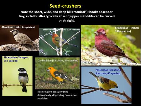 Seed-crushers Note the short, wide, and deep bill (“conical”); hooks absent or tiny; rictal bristles typically absent; upper mandible can be curved or.