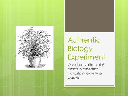 Authentic Biology Experiment Our observations of 6 plants in different conditions over two weeks.