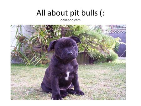 All about pit bulls (: ookaboo.com. What colors can a pit bull be? Pit bull can be white,black,and brown.