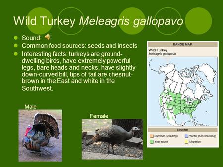 Wild Turkey Meleagris gallopavo Sound: Common food sources: seeds and insects Interesting facts: turkeys are ground- dwelling birds, have extremely powerful.