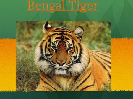 Bengal Tiger.