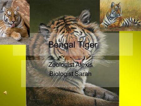 Bengal Tiger Zoologist Alexis Biologist Sarah Describe a Bengal Tiger Different pattern of stripes Dark stripes on orange and white fur Long tails, big.