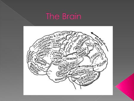  Frontal Lobes: i. Primary motor cortex ii. Broca’s Area  Parietal Lobes: i. Primary sensory cortex ii. Angular gyrus  Occipital Lobes: i. Primary.