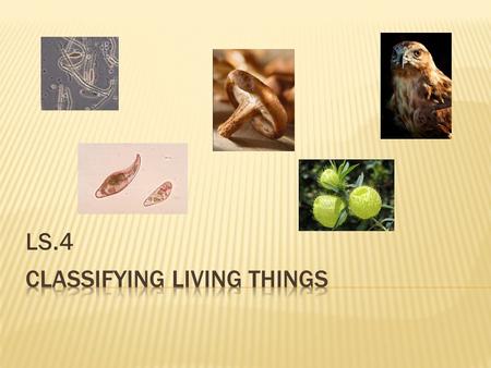 Classifying Living Things