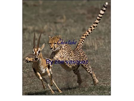 Cheetahs By zoe vasquez Diet/Food chain Cheetahs eat Gazelles,Deer,Squirrels and Impala. Sometimes they are on a special diet so they have to eat other.