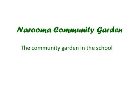 Narooma Community Garden The community garden in the school.