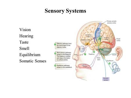 Sensory Systems Vision Hearing Taste Smell Equilibrium Somatic Senses.