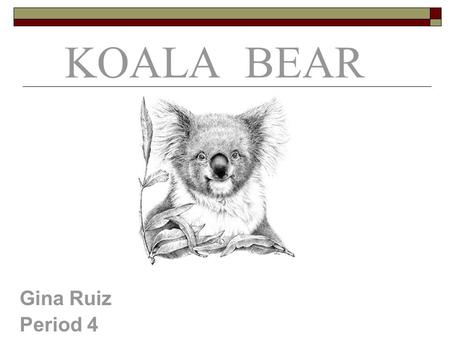 KOALA BEAR Gina Ruiz Period 4.