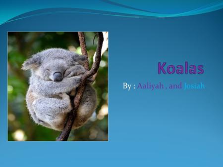 By : Aaliyah, and Josiah. Speech This presotaison is all about koalas. We hope you like it. And enjoy it.