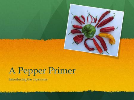 A Pepper Primer Introducing the Capsicums. A Brief History Peppers are members of the genus Capsicum. The first wild Capsicums originated in eastern Bolivia.