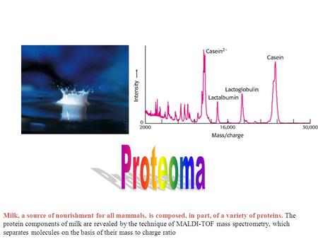 Milk, a source of nourishment for all mammals, is composed, in part, of a variety of proteins. The protein components of milk are revealed by the technique.