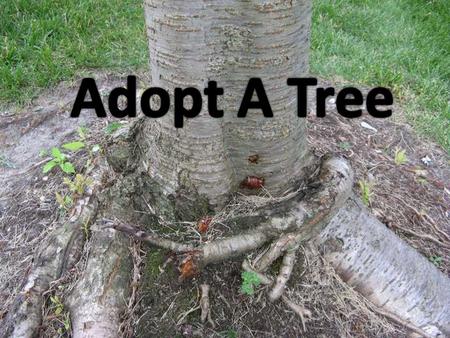 Trunk Gray tan Spreading Sprouting Standing Bark Buds Leaves Limbs Living Growing Providing Big round Branch.