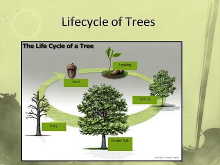 Seedling Seed Sapling Mature Oak Snag. Like all living things trees have a life cycle: Birth Growth Aging Death.