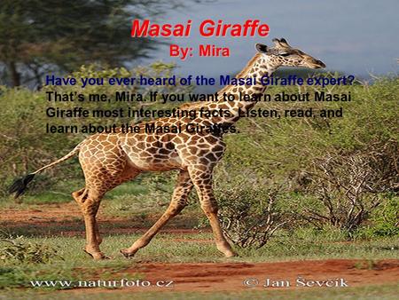 Masai Giraffe By: Mira Have you ever heard of the Masai Giraffe expert? That’s me, Mira. If you want to learn about Masai Giraffe most interesting facts.