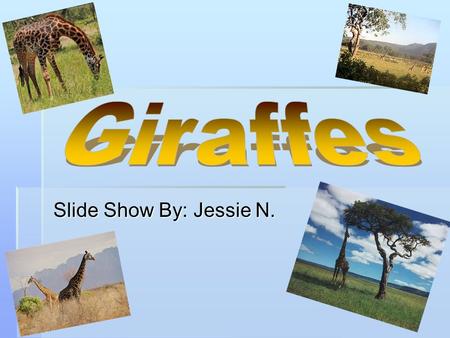 Giraffes Slide Show By: Jessie N..