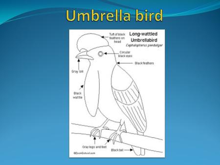 Umbrella bird The umbrella bird is found in Central and South American rainforests The umbrella bird is found in Central and South American rainforests.