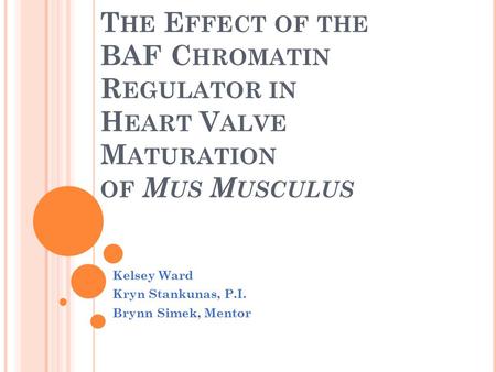 T HE E FFECT OF THE BAF C HROMATIN R EGULATOR IN H EART V ALVE M ATURATION OF M US M USCULUS Kelsey Ward Kryn Stankunas, P.I. Brynn Simek, Mentor.