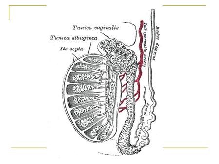 Testicular diseases Epididymitis And ORCHITIS: Inflammatory conditions are generally more common in the epididymis than in the testis However, some infections,notably.