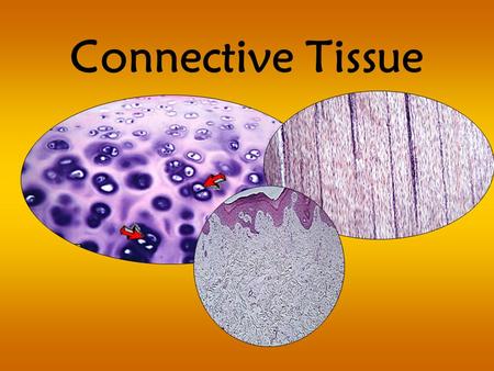 Connective Tissue.